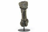 Hadrosaur (Hypacrosaur) Metatarsal (IV) w/ Metal Stand - Montana #265014-3